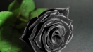 Tại sao việc đặt hoa hồng đen không phổ biến