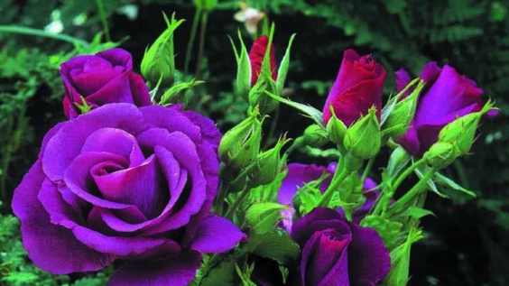 Vì sao nên dùng hoa sinh nhật màu tím làm quà tặng cho một nửa yêu thương?