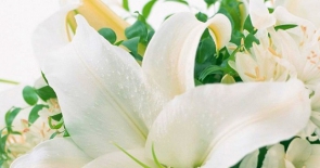 U buồn với sự tích hoa lily xinh đẹp dịu dàng (Phần 2)