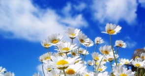 Ý nghĩa của hoa Cúc dại - loài hoa may mắn vào tháng 4