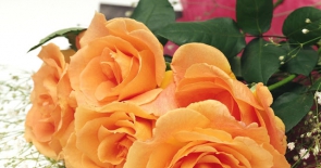 Ý nghĩa hoa hồng cam trong ngày sinh nhật