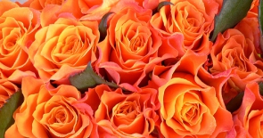Ý nghĩa hoa hồng cam