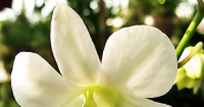 Ý nghĩa hoa Phong Lan trắng