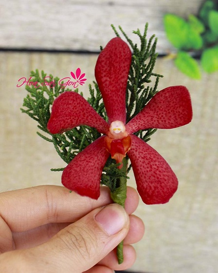 Hoa cài áo là lan Mokara màu đỏ thắm