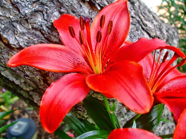 Hoa lily và loài hoa xinh đẹp nhưng gắn liền với sự tích đau buồn