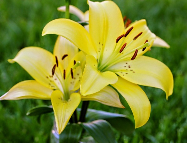 Hoa Lily xinh đẹp với hương thơm ngát