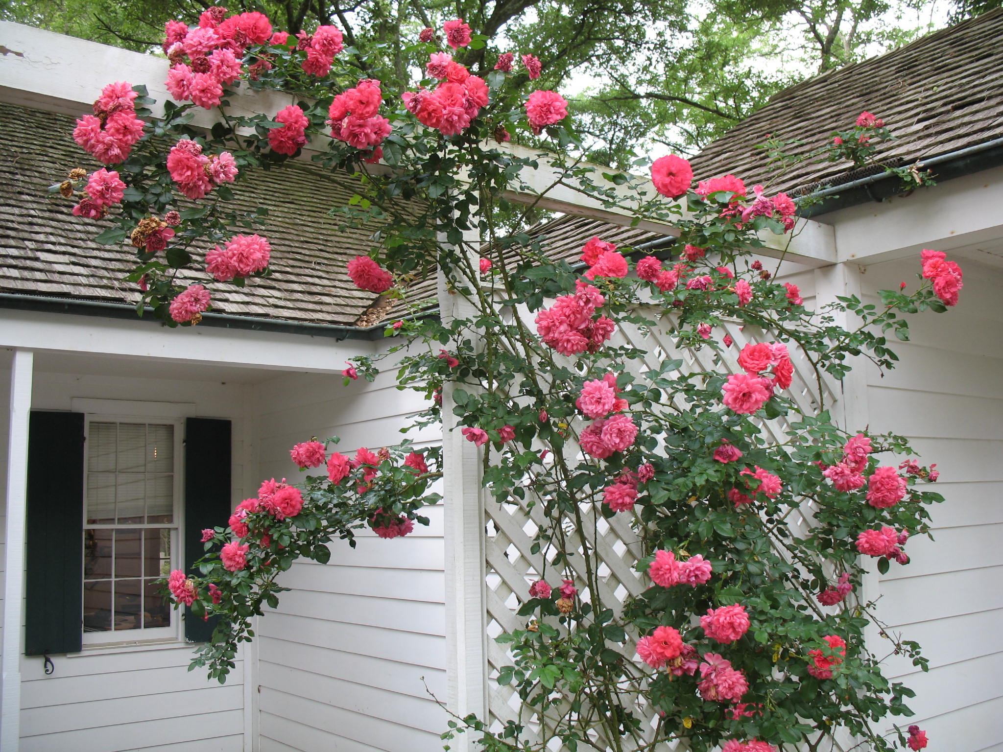 Dây hồng leo làm nên vẻ ngọt ngào và nên thơ cho căn nhà