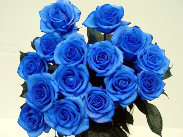 Để tạo thêm sự tò mò, nên chọn một bó hoa hồng xanh cho cô nàng cá tính mạnh mẽ