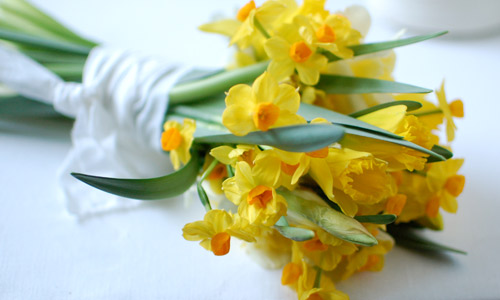 Hoa thủy tiên tặng mẹ biểu trưng sự dịu dàng như lời của mẹ Hoa thủy tiên tặng mẹ biểu trưng sự dịu dàng như lời của mẹ