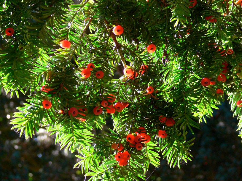Cây thủy tùng hay còn gọi là thông đỏ chính là cây bụi phổ biến ở những nước châu Âu, châu Phi và Trung Đông