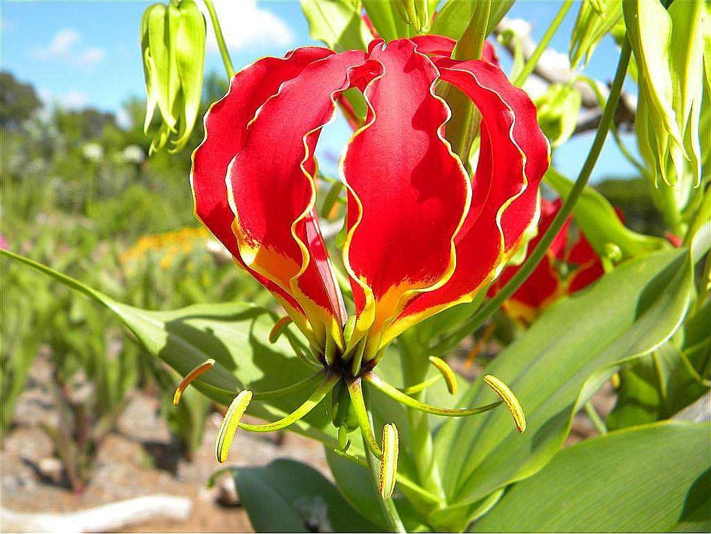 Hoa ngoắt nghẻo có tên khoa học là Gloriosa superba hay còn gọi là Lily lửa là loài hoa với vẻ đẹp nồng cháy thu hút bao ánh nhìn