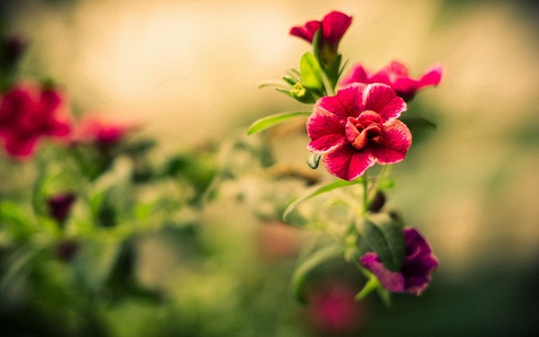 Hoa là người bạn tuyệt vời mà thiên nhiên đã ưu ái ban tặng cho con người