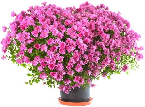 Điện hoa Sài Gòn – cầu nối đưa yêu thương lan tỏa Điện hoa Sài Gòn – cầu nối đưa yêu thương lan tỏa