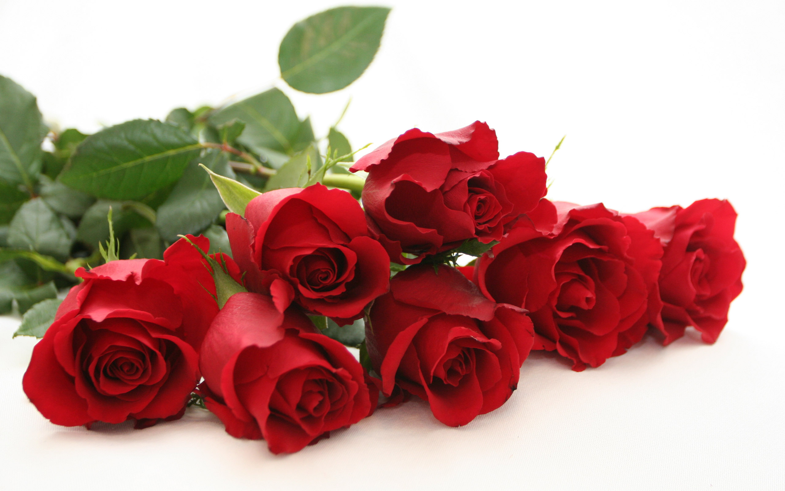 Hoa hồng đỏ là lời nhắn nhủ về tình cảm chân thành và mãnh liệt