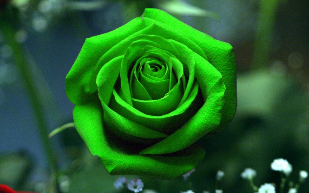 Hoa hồng xanh đơn giản và bình yên