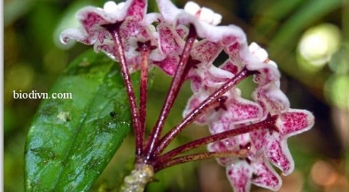 Việt Nam phát hiện loài hoa mới có mùi thơm quyến rũ như chocolate Việt Nam phát hiện loài hoa mới có mùi thơm quyến rũ như chocolate