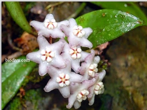 Việt Nam phát hiện loài hoa mới có mùi thơm quyến rũ như chocolate Việt Nam phát hiện loài hoa mới có mùi thơm quyến rũ như chocolate