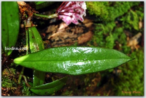 Việt Nam phát hiện loài hoa mới có mùi thơm quyến rũ như chocolate Việt Nam phát hiện loài hoa mới có mùi thơm quyến rũ như chocolate