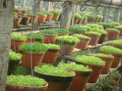Sự tích hoa mười giờ Sự tích hoa mười giờ