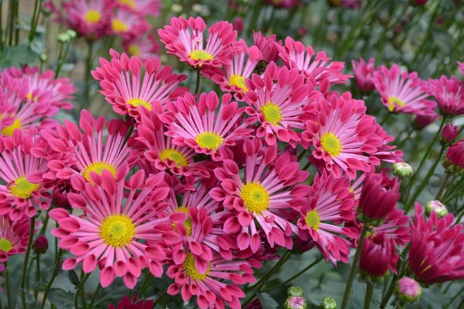 Làng hoa với sắc màu rực rỡ vào dịp Tết Nguyên Đán