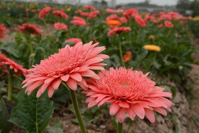 Làng hoa với sắc màu rực rỡ vào dịp Tết Nguyên Đán