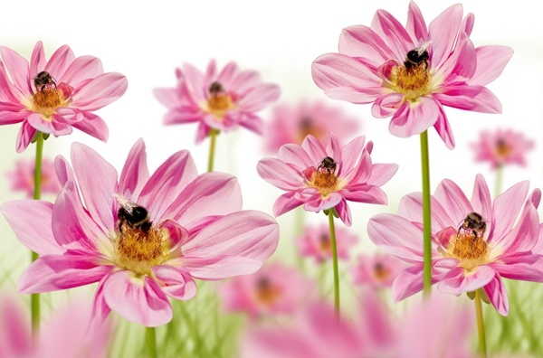 Điện hoa chính là một ngành dịch vụ hoa tươi và quà tặng  Điện hoa chính là một ngành dịch vụ hoa tươi và quà tặng