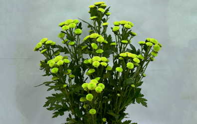 Màu xanh ngọt ngào Màu xanh ngọt ngào