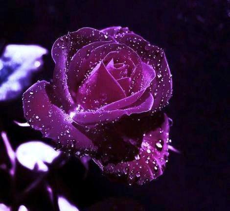 hồng tím sẽ giúp cho các cô nàng cảm thấy hạnh phúc ngất ngây hồng tím sẽ giúp cho các cô nàng cảm thấy hạnh phúc ngất ngây