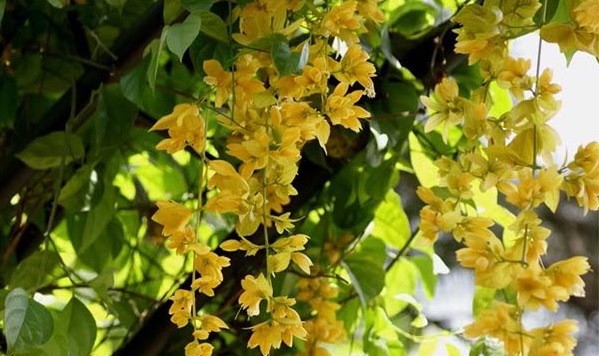 Lan hoàng dương là loài hoa vô cùng đẹp và đặc biệt vì nó có hoa buông rũ màu vàng