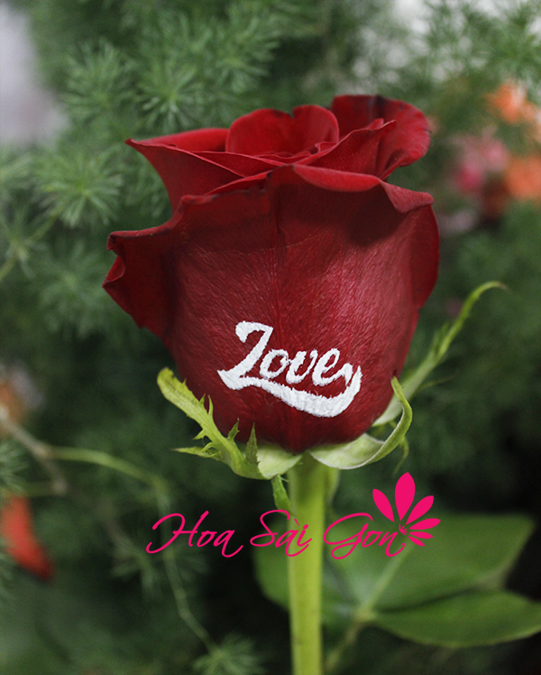 Mẫu hoa chúc mừng sinh nhật là 1 bông hồng Mẫu hoa chúc mừng sinh nhật là 1 bông hồng