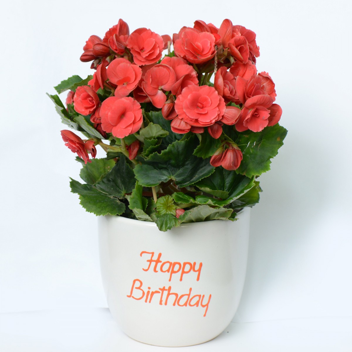 Những mẫu hoa sinh nhật đẹp và ý nghĩa dành tặng bạn trai
