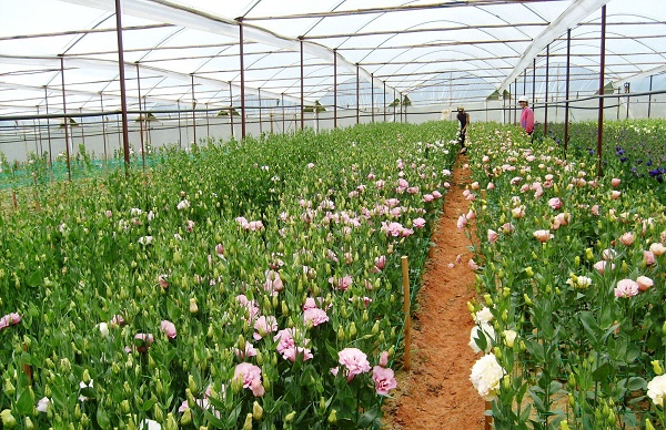 Đà Lạt là nơi cung cấp hoa tươi cho ngày 20/10 nhiều nhất