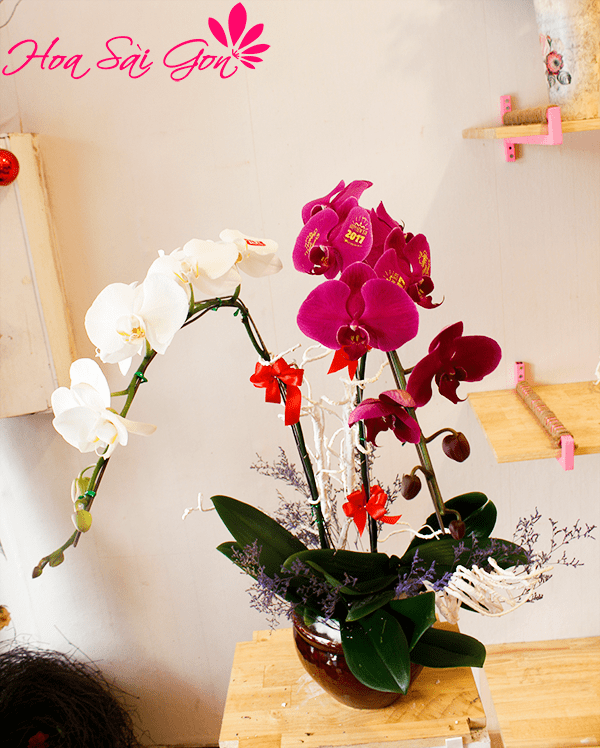 an hồ điệp chính là loài hoa tượng trưng cho tình yêu, sự giàu có an hồ điệp chính là loài hoa tượng trưng cho tình yêu, sự giàu có