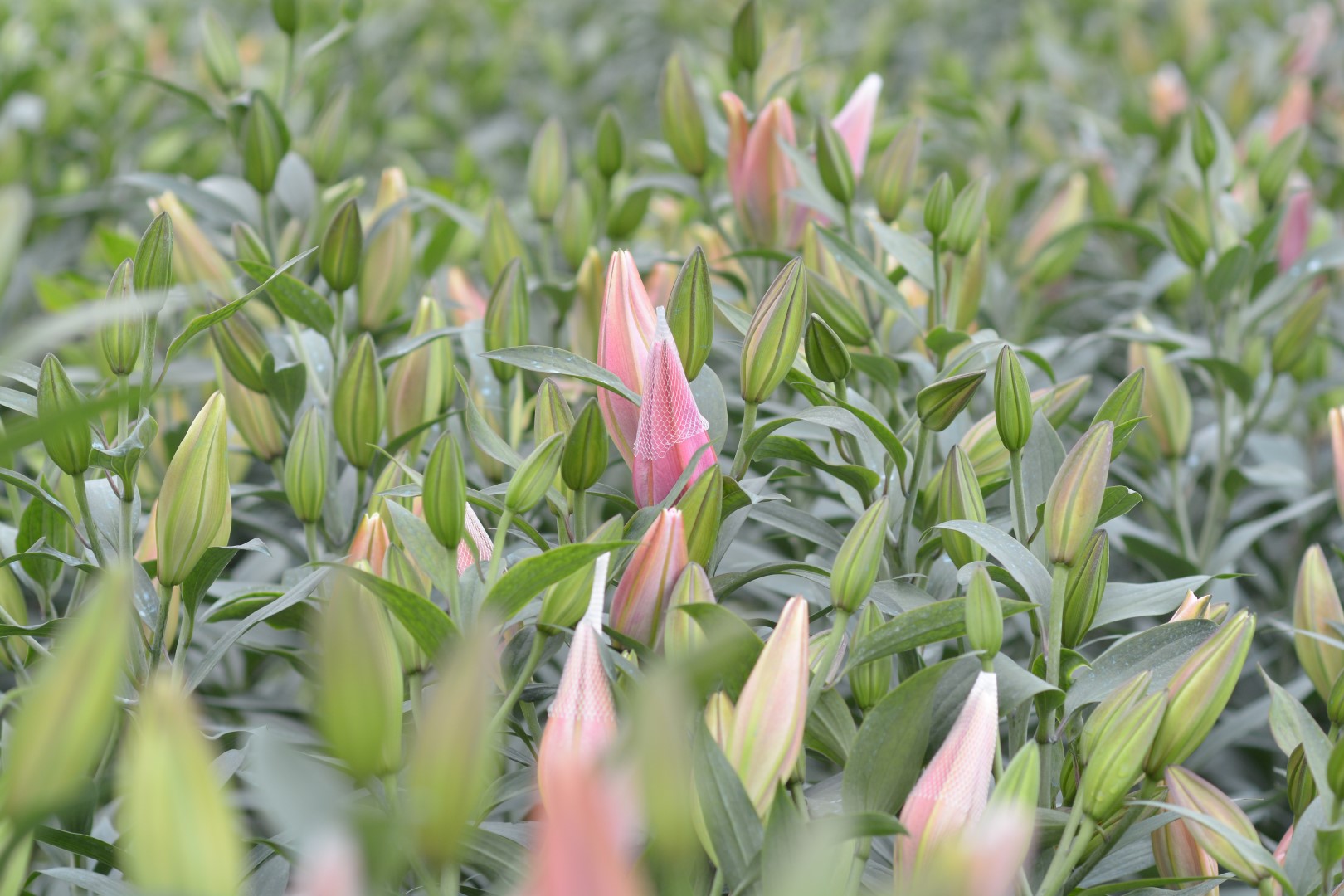 Hoa ly với hương thơm ngọt ngào chính là loại hoa mà bạn có thể dành tặng cho tất cả mọi người thân yê Hoa ly với hương thơm ngọt ngào chính là loại hoa mà bạn có thể dành tặng cho tất cả mọi người thân yê