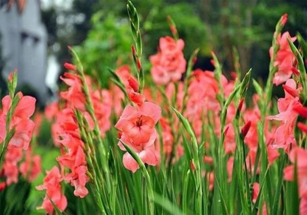 Tặng hoa lay ơn vào dịp tết chính là món qua mang đến ý nghĩa về sự ấm áp và keo sơn Tặng hoa lay ơn vào dịp tết chính là món qua mang đến ý nghĩa về sự ấm áp và keo sơn