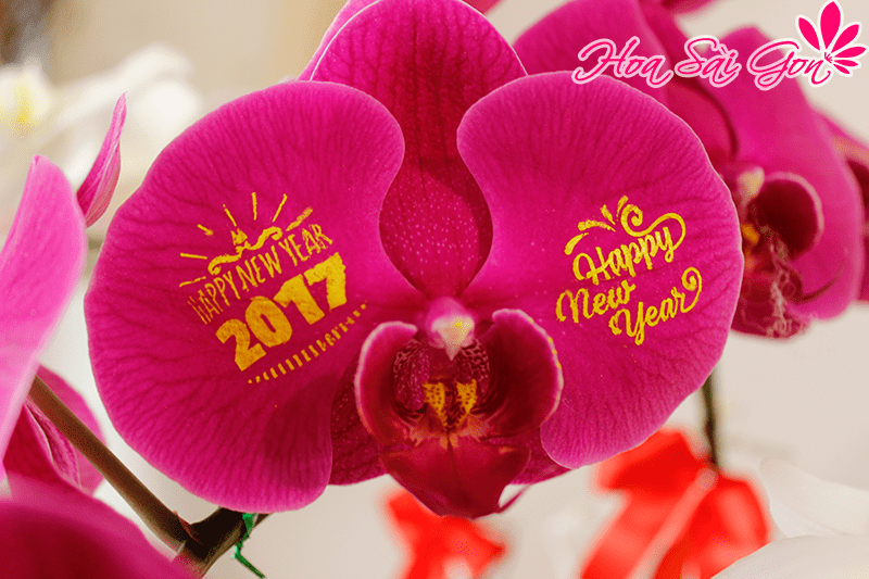 Hoa lan có rất nhiều màu sắc và mỗi màu sắc còn có những ý nghĩa khác nhau Hoa lan có rất nhiều màu sắc và mỗi màu sắc còn có những ý nghĩa khác nhau