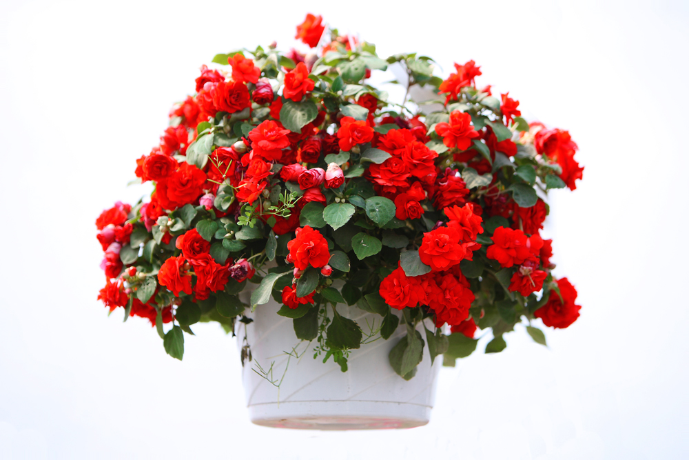 Tặng hoa thu hải đường vào dịp tết cho gia đình còn mang ý nghĩa tượng trưng cho sự phú quý Tặng hoa thu hải đường vào dịp tết cho gia đình còn mang ý nghĩa tượng trưng cho sự phú quý