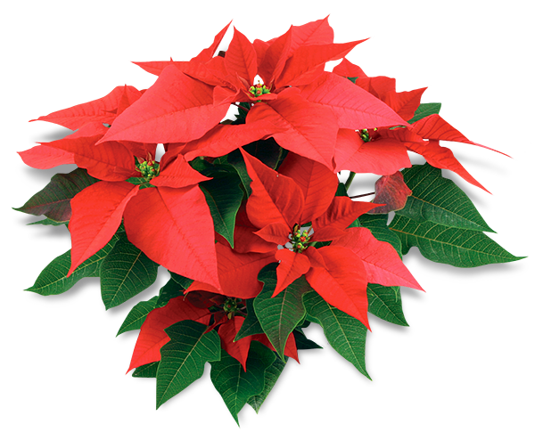 Hoa trạng nguyên chính là loài hoa mang ý nghĩa về sự thành đạt, Hoa trạng nguyên chính là loài hoa mang ý nghĩa về sự thành đạt,