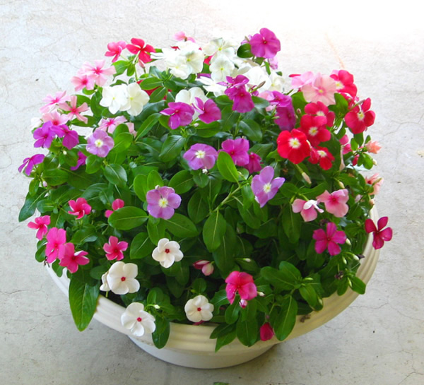 Hoa dừa cạn chính là loài hoa tượng trưng cho sự may mắn Hoa dừa cạn chính là loài hoa tượng trưng cho sự may mắn