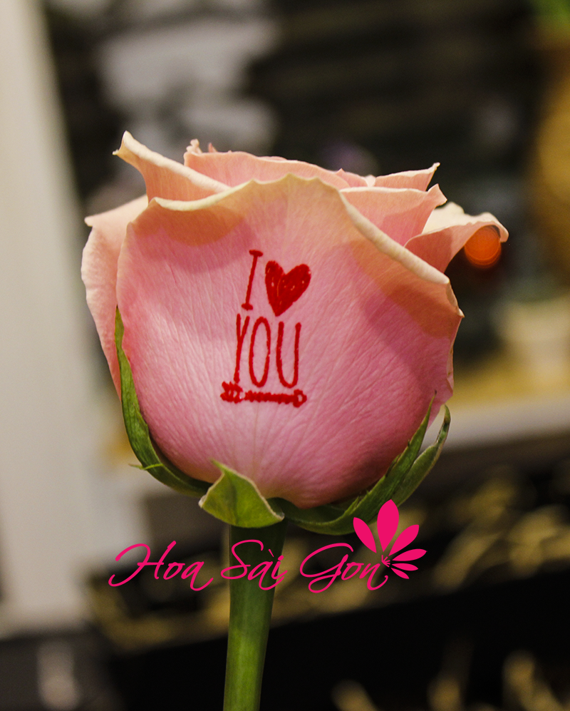 Hoa hồng biết nói cũng là quà tặng độc đáo vào ngày 8 tháng 3 Hoa hồng biết nói cũng là quà tặng độc đáo vào ngày 8 tháng 3