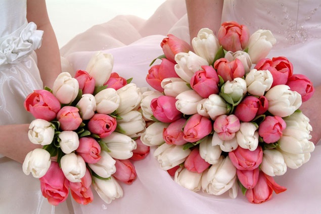 Hoa tulip tượng trưng cho sự thanh khiết trinh nguyên, ngọt ngào và chân thành trong tình yêu đôi lứa