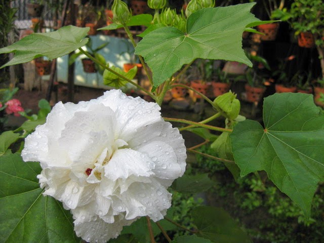 Đóa hoa Phù Dung màu trắng thơ ngây