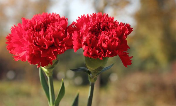 Hoa cẩm chướng thể hiện ý nghĩa em là người quyến rũ vô cùng và tình yêu chúng mình rất thiêng liêng