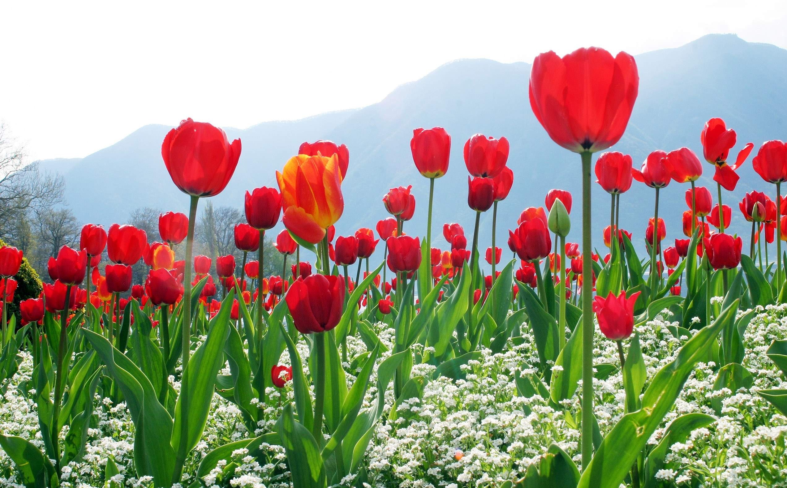 Hoa tulip thể hiện lòng quý mến của mình dành cho bạn