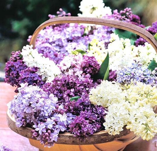 Hoa tử đinh hương hay còn gọi là hoa lilac chính là loài hoa mang ý nghĩa về cảm xúc đầu tiên của tình yêu