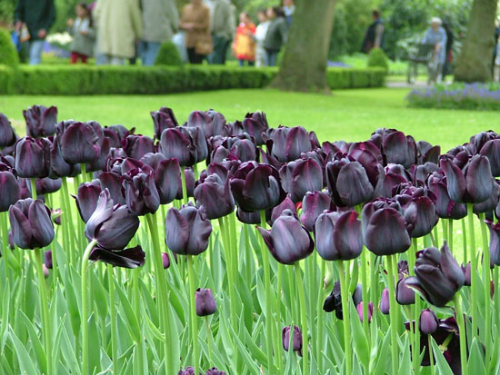 Ngắm nhìn hoa Tulip khoe sắc trong mùa xuân