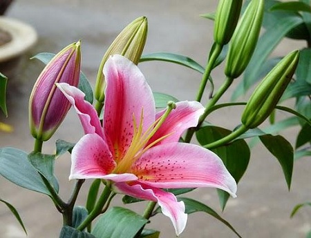 Hoa lyly dành cho người phụ nữ thông minh và sâu sắc Hoa lyly dành cho người phụ nữ thông minh và sâu sắc