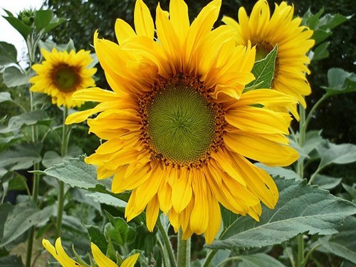 Màu sắc rực rỡ của hoa hướng dương thích hợp dành tặng cho người phụ nữ thông minh Màu sắc rực rỡ của hoa hướng dương thích hợp dành tặng cho người phụ nữ thông minh