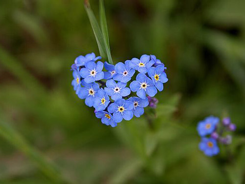 Forget me not 