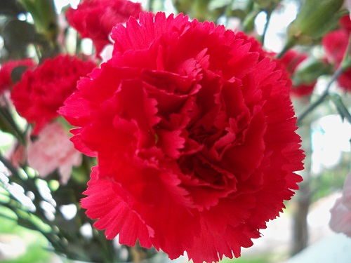 Hoa cẩm chướng màu đỏ